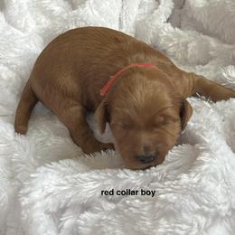 Red collar boy - Red  male Goldendoodle puppy in Fairfield, California from Twin Sisters Doodles
