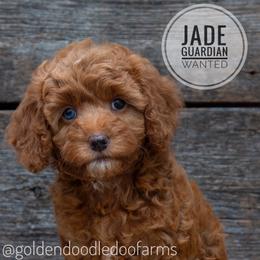 Jade - Golden Aussiedoodle