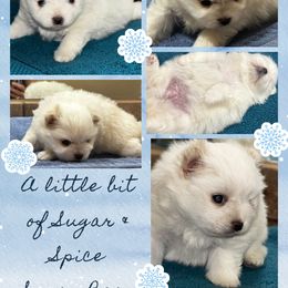 Sugar - Cream parti female Pomeranian puppy in Odessa, Texas from Cherry's Poms