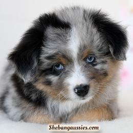 Bo Jangles - Blue merle male Toy Australian Shepherd puppy in Ellsinore, Missouri from Shebang Aussies