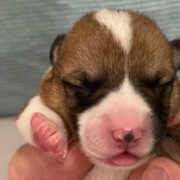 Millie - White and red Pembroke Welsh Corgi puppy in Dickinson, Texas from Gulf Coast Corgis