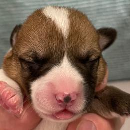 Millie - White and red Pembroke Welsh Corgi puppy in Dickinson, Texas from Gulf Coast Corgis