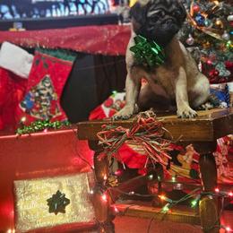 Green collar - Brindle male Pug puppy in Sultan, Washington from Pawsome Pug Companions