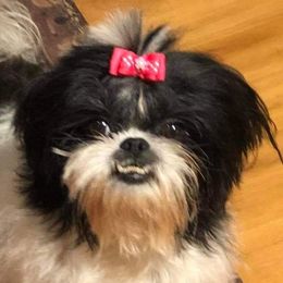 Grace - Shih Tzu