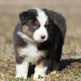 Ruby - Dilute blue female Australian Shepherd puppy in Quapaw, Oklahoma from Rocky Hill Aussies