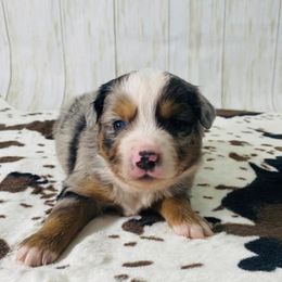 Miniature Australian Shepherd Puppies from Broken T Australian Shepherds