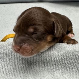 Philly - Tri-color Australian Labradoodle puppy in Avon, Indiana from Forever Friends Labradoodles