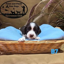 Boy 7 - Liver and white male English Springer Spaniel puppy in Potosi, Wisconsin from Point and Flush Gun Dogs