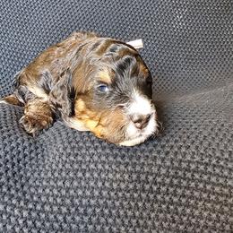 Jubilee - Tri-color female Bernedoodle puppy in Decatur, Georgia from So Adoodable