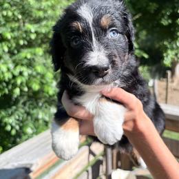 CottonTail - Black tri-color female Australian Shepherd puppy in Mckenzie, Tennessee from Whispering Iris Aussies