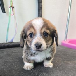 Tonka - Sable male Pembroke Welsh Corgi puppy in Fallon, Nevada from TS Dachshunds and Corgis