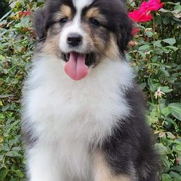 Australian Shepherd Puppies from CoralBlitz Australian Shepherd