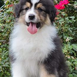 Australian Shepherd Puppies from CoralBlitz Australian Shepherd
