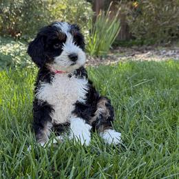 Australian Labradoodle Puppies from Napa Valley Australian Labradoodles