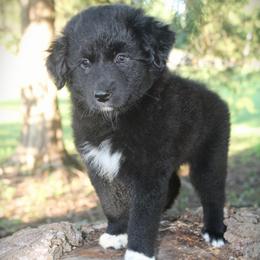 Dover - Black male Australian Shepherd puppy in Mocksville, North Carolina from Trailblazing Aussies