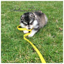Luna - Gray and white female Pomsky puppy in North Liberty, Indiana from Indiana Pomsky