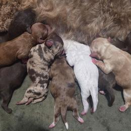 Han Solo - Brown merle male Aussiedoodle puppy in Cumberland, Rhode Island from W Doodle Crew