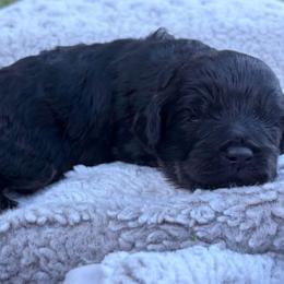 Paddington - Black male Cavapoo puppy in Auburn, California from Gold Country Doodles
