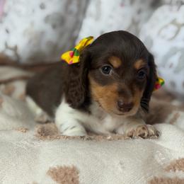Rosemary - Piebald female Dachshund puppy in Duncanville, Alabama from Bear Creek Dachshunds