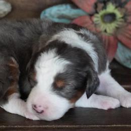 Girl 1 - Blue merle female Aussiedoodle puppy in Lawton, Oklahoma from Lindsey’s Aussies