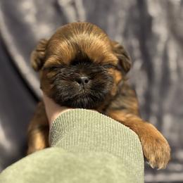 Oliver - Red male Shih Tzu puppy in Sharon, Pennsylvania from Keystone Danes and Shih tzus
