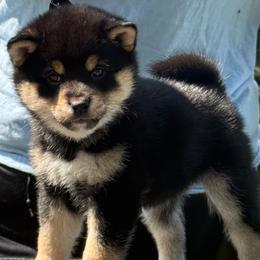 Yoda - Black and tan male Shiba Inu puppy in Cincinnati, Ohio from Timberwood Paws