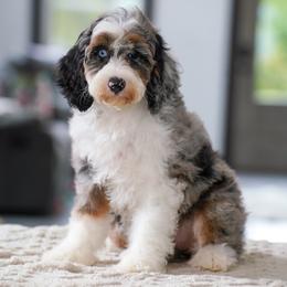 Christie (socialization graduate) - Blue merle female Bernedoodle puppy in Dundee, Ohio from Down Home Doodle