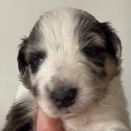 Topaz - Blue merle male Australian Shepherd puppy in Ellensburg, Washington from Creekside Aussies