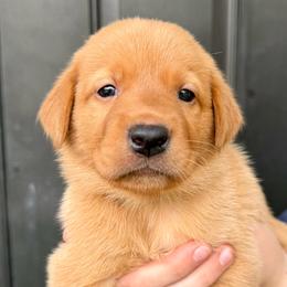 Gregory - Yellow male Labrador Retriever puppy in Great Falls, Montana from Yogo Point Kennels