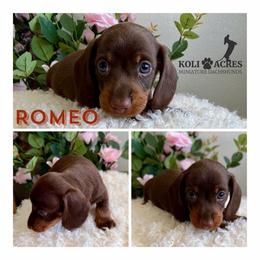 Romeo - AKC - Wirehair - Chocolate and tan male Dachshund puppy in Kemp, Texas from Koli Acres