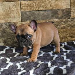 Black collar - Fawn female French Bulldog puppy in North Branch, Minnesota from Halverson Bulldogges