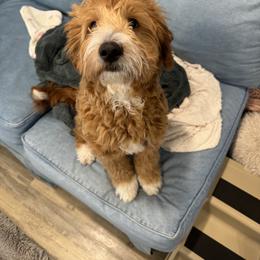 Goldendoodle All Grown Up from Goldendoodle AZ