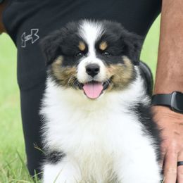 Justice - Black tri-color female Australian Shepherd puppy in Chickasha, Oklahoma from Rustic Lace
