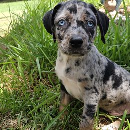 Catahoula Leopard Dogs, Miniature Schnauzers, and Poodles from Twig and Tail Puppies