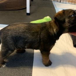 Border Terrier Puppies from Wendi Donaldson