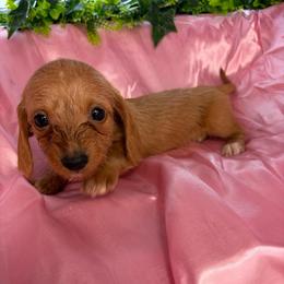 Candy - Wheaten female Dachshund puppy in Lake City, Florida from My Ditzy Doxies of Florida