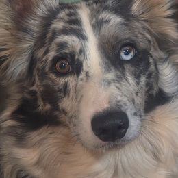 Moon - Border Collie