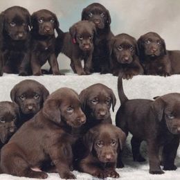Labrador Retriever Puppies from Lorlyn Labradors