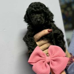 Pink Girl - Phantom female Poodle puppy in Edgerton, Wisconsin from ERSA Acres Golden Retrievers...limited registration only offered, AKC Moyen and Miniature Poodles