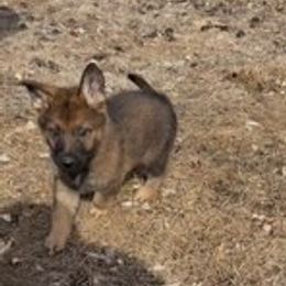 German Shepherd Puppies from Czech Working Lines