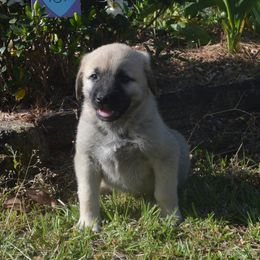 Girl 1 - Fawn Anatolian Shepherd Dog puppy in Black, Alabama from Pine Meadows Farm