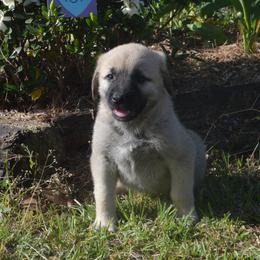 Girl 1 - Fawn Anatolian Shepherd Dog puppy in Black, Alabama from Pine Meadows Farm