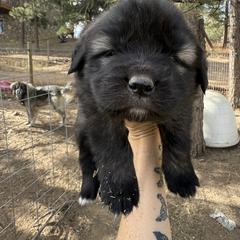 Aussiedoodle and Sarplaninac Puppies from Pesky Redneck Mini Ranch
