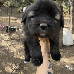 Aussiedoodle and Sarplaninac Puppies from Pesky Redneck Mini Ranch