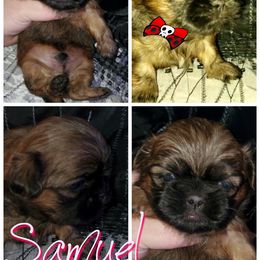 Shih Tzu Puppies from Cutie Pie Shih Tzu