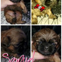 Shih Tzu Puppies from Cutie Pie Shih Tzu