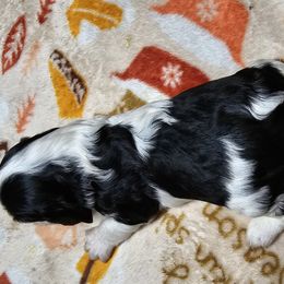 Cavalier King Charles Spaniel Puppies from Critter's Cottage Cavaliers