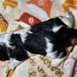 Cavalier King Charles Spaniel Puppies from Critter's Cottage Cavaliers