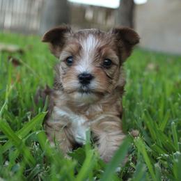 Coco - Sable male Yorkshire Terrier puppy in Eastland, Texas from Peach Yorkies