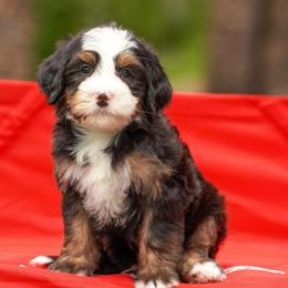 Elbert - Tri-color male Bernedoodle puppy in Dundee, Ohio from Down Home Doodle
